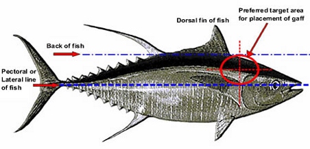 Size and Type of Gaff Head
